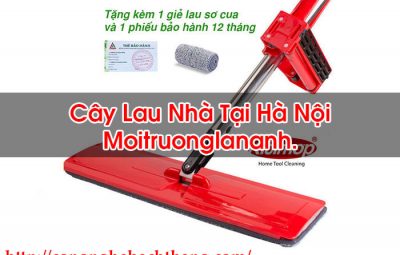 Cây Lau Nhà Tại Hà Nội